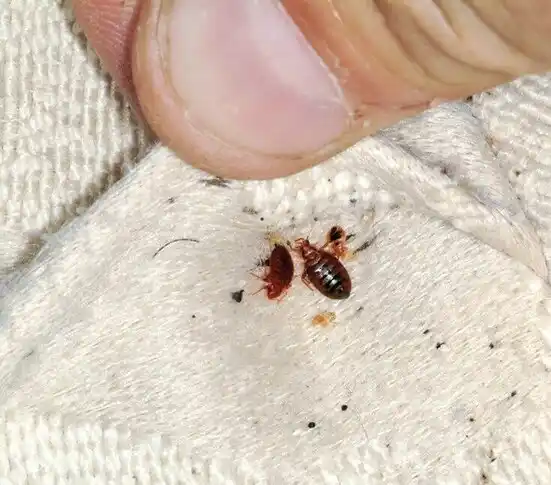 pest control Altoona